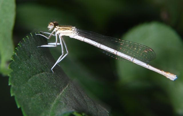 Libellula - Platycnemis pennipes (femmina)